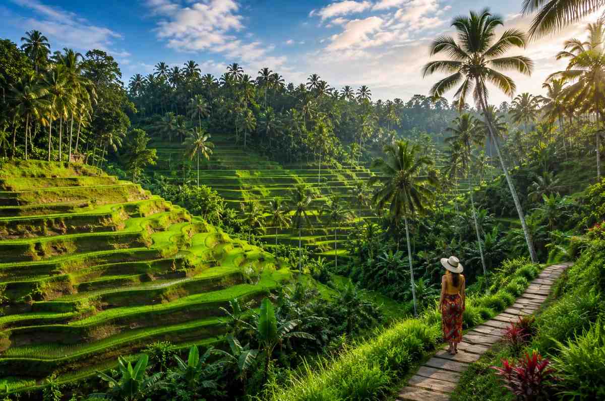 Vietnam Rice Fields